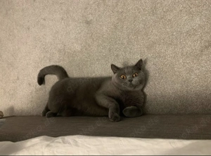 Blau BKH Kätzchen männlich