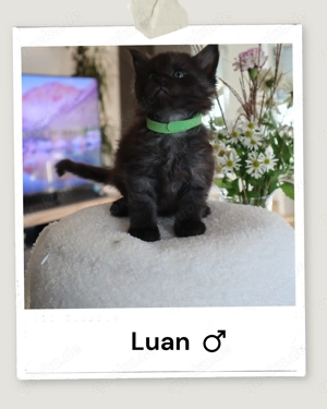 Reinrassige Main Coon kitten 