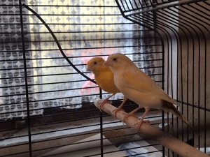 Kanarien v. 2025 siehe Fotos