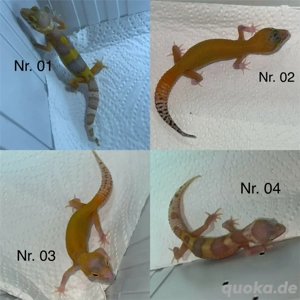 Leopardgecko Nachzuchten