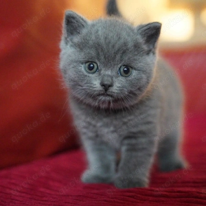 Hallo liebe Britisch-Kurzhaar-Liebhaber!