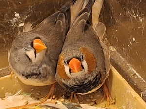 Zebrafinken Zuchtpärchen 15,00  fürs Pärchen