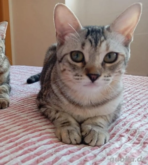 Dulce Tierschutzkatze