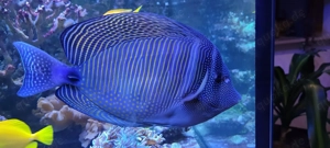 Indischer Segelflossendoktor   Zebrasoma desjardinii Adult Bild 4