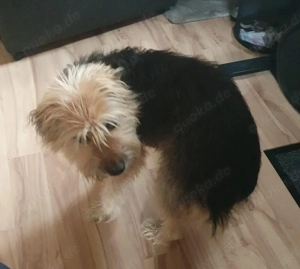 Frauchen der kleinen Cika verstorben - sie sucht ein neues Zuhause Bild 4