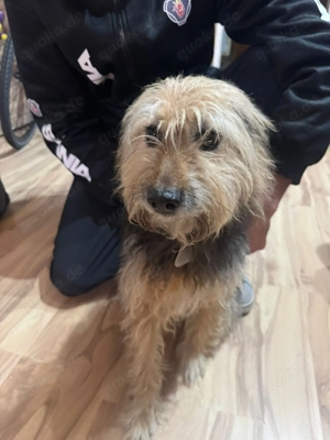 Frauchen der kleinen Cika verstorben - sie sucht ein neues Zuhause