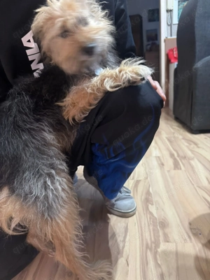 Frauchen der kleinen Cika verstorben - sie sucht ein neues Zuhause Bild 7