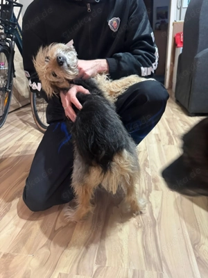 Frauchen der kleinen Cika verstorben - sie sucht ein neues Zuhause Bild 3