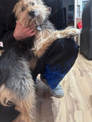 Frauchen der kleinen Cika verstorben - sie sucht ein neues Zuhause Bild 2