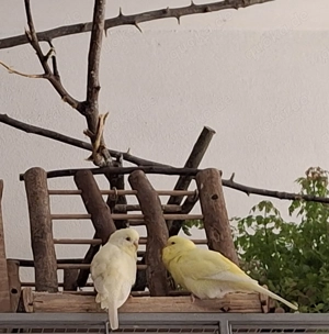 Wellensitich Weibchen gelb