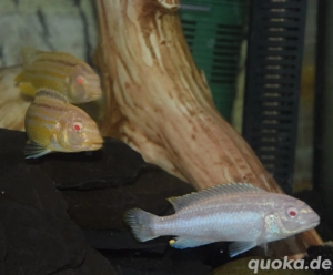 Malawi Buntbarsche abzugeben  Bild 9