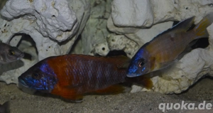 Malawi Buntbarsche abzugeben  Bild 6