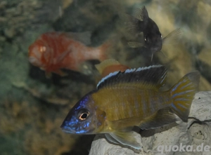 Malawi Buntbarsche abzugeben  Bild 3