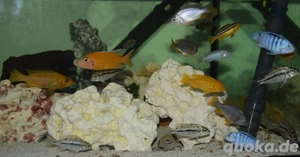 Malawi Buntbarsche abzugeben  Bild 7