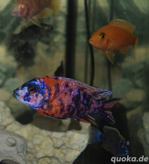 Malawi Buntbarsche abzugeben 