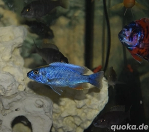 Malawi Buntbarsche abzugeben  Bild 5