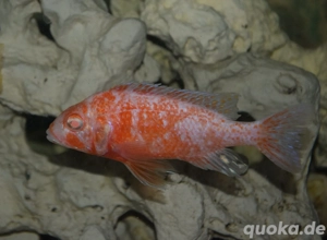 Malawi Buntbarsche abzugeben  Bild 4