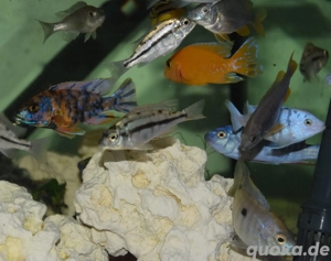 Malawi Buntbarsche abzugeben  Bild 2