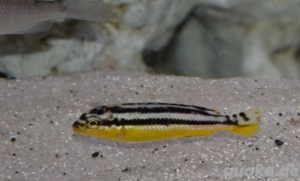 Malawi Buntbarsche abzugeben  Bild 10