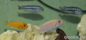 Malawi Buntbarsche abzugeben  Bild 8