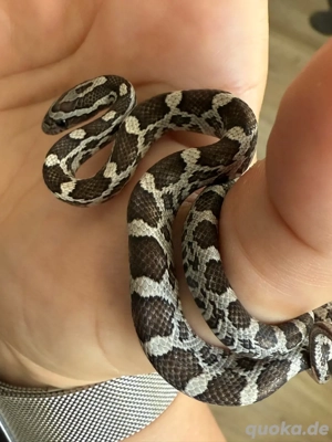 kornnattern jung geb August 2025