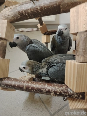 2,1 Kongo Graupapageien 