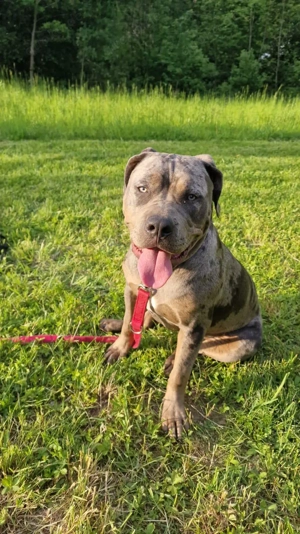 American Bully Hündin 