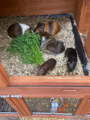 kleine Meerschweinchen Babys suchen neues Zuhause 