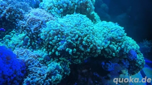 Meerwasser Aquarium Korallen Euphyllia Paraancora 