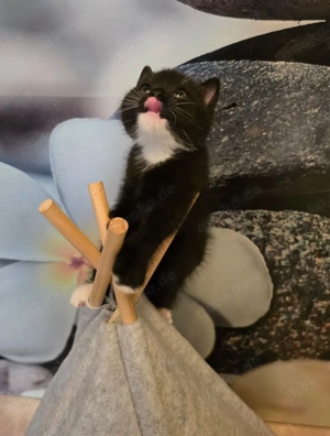 BKH Kitten in schwarz-weiß noch zwei Jungs frei ab sofort
