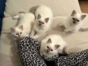 Heilige Birma Kitten Bild 4