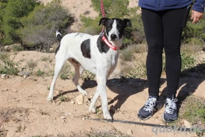 Marta = perfekte Kandidatin für Familie, Sport, Spaziergang, Sofa, Zweithund