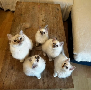 Heilige Birma Kitten Bild 3