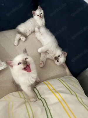 Heilige Birma Kitten Bild 6