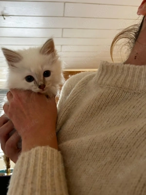 Heilige Birma Kitten Bild 8