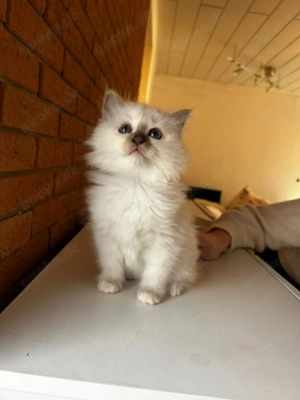 Heilige Birma Kitten Bild 9