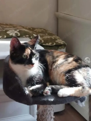 Linda Traumkätzchen sucht Traumzuhause