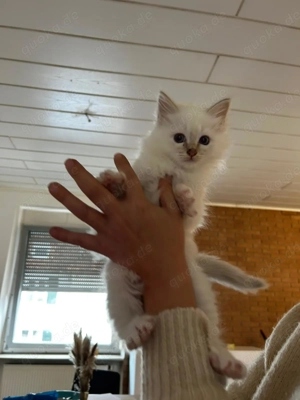 Heilige Birma Kitten Bild 7