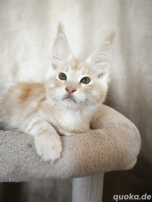 Maine Coon Kätzchen mit Stammbaum