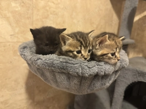 Kitten BKH- Maine Coon