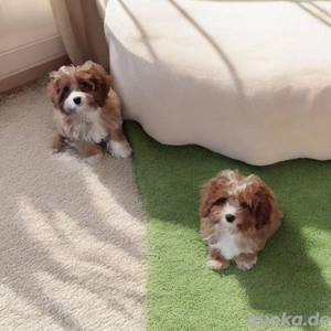 Cavapoo Mädchen