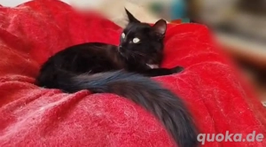 Melina (Lackfellchen) 