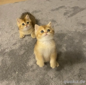 Bkh kitten Black Golden 