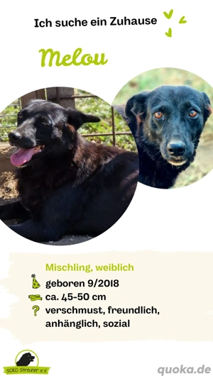 Melou   eine Hündin mit großem Herz und der Sehnsucht nach Liebe 