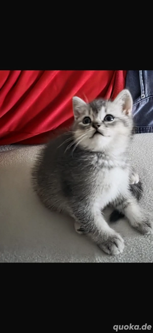 britisch kurzhaar kitten