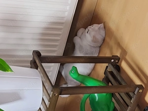 Britische  Kurzharige Kater 