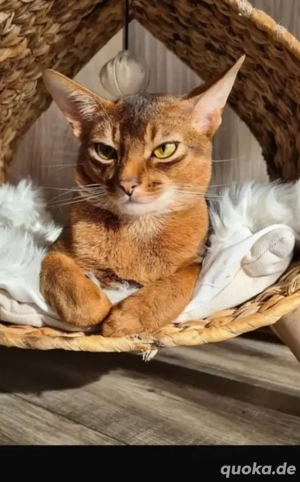Abessinier Deckkater mit Erfahrung! Bild 2