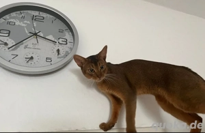 Abessinier Deckkater mit Erfahrung! Bild 4