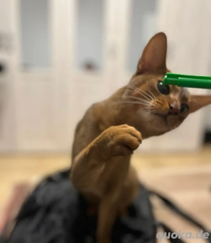 Abessinier Deckkater mit Erfahrung! Bild 5