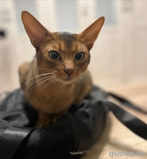 Abessinier Deckkater mit Erfahrung! Bild 3